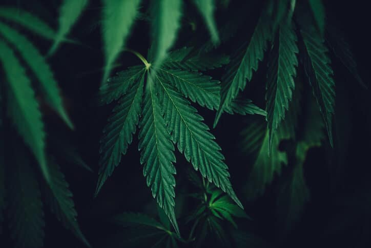 Investimento em cannabis